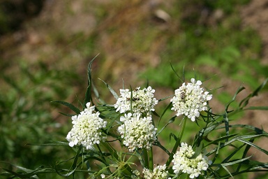 b0079965_12471160.jpg