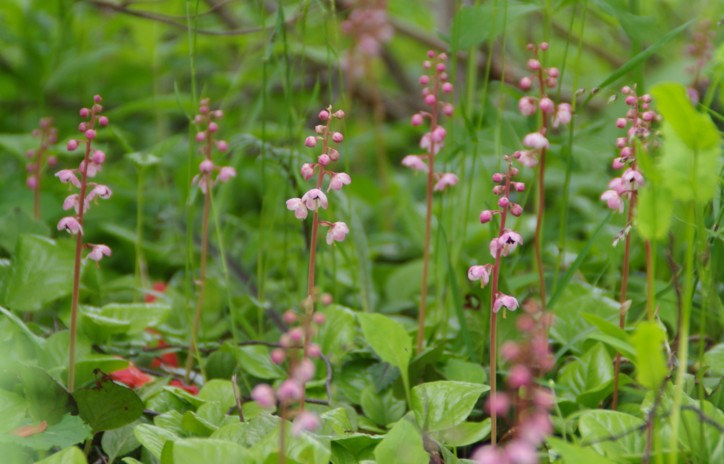 c0144185_1538466.jpg