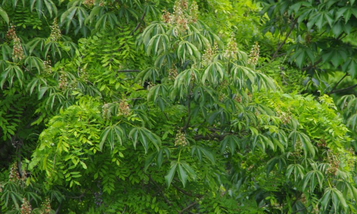 c0144185_1691277.jpg