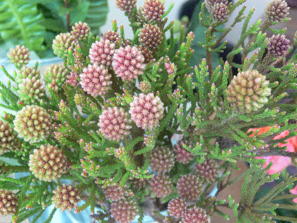 e0140986_14515882.jpg