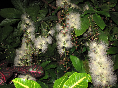 c0064389_1135145.jpg