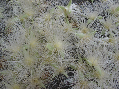 c0064389_11393646.jpg