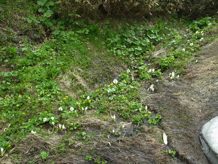 e0271890_3341898.jpg
