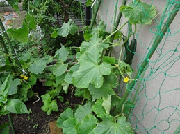 b0146196_1861313.jpg
