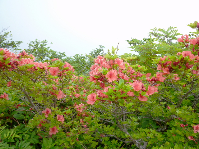 d0170615_7172568.jpg