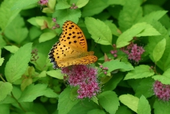 c0134734_065349.jpg