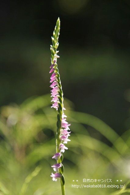 e0052135_17175964.jpg