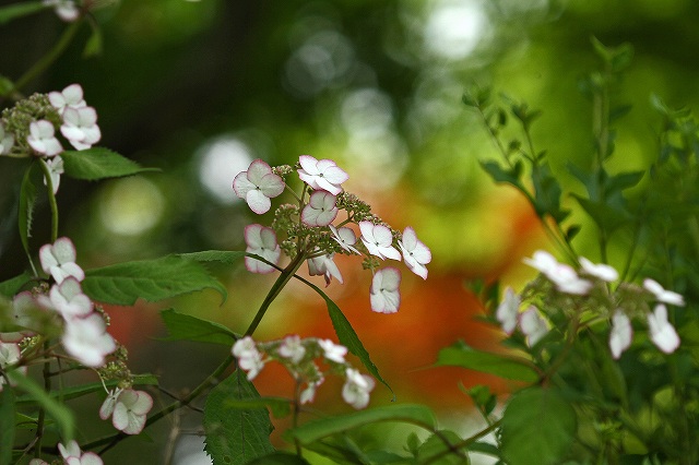 a0242438_17475172.jpg