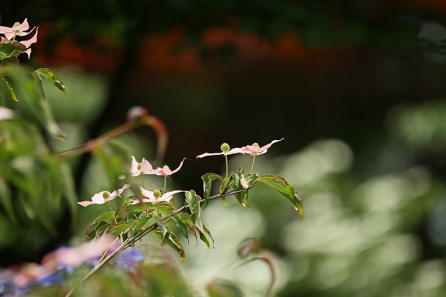 a0242438_1748460.jpg