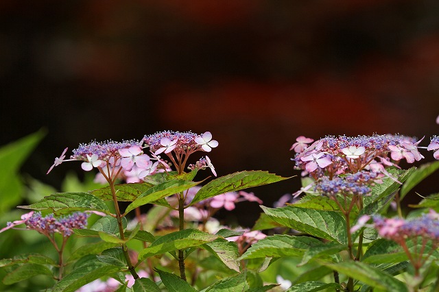 a0242438_17491968.jpg