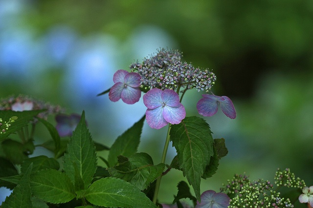 a0242438_1749476.jpg