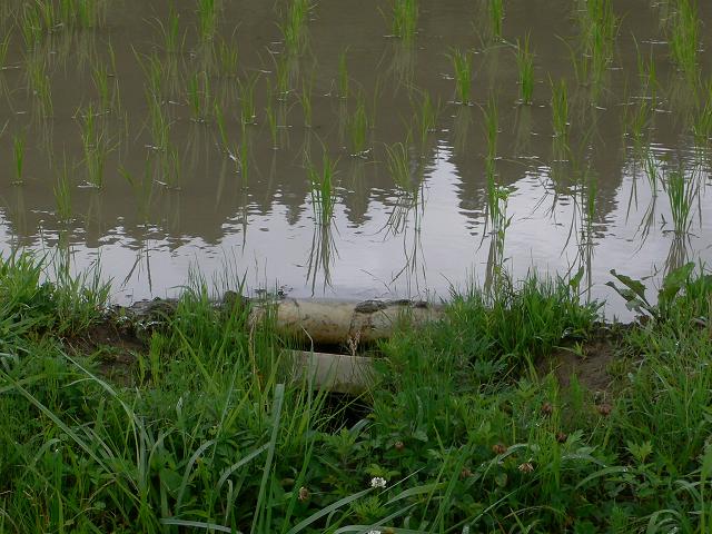 b0042882_1342914.jpg