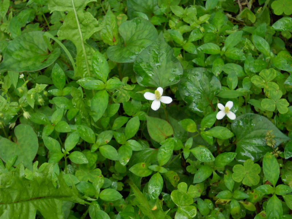 f0146802_1772922.jpg