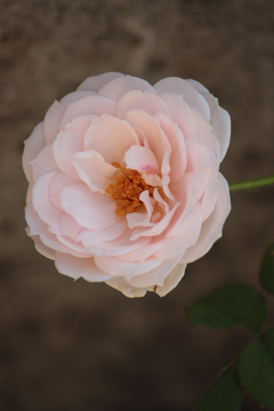 d0001008_17155666.jpg