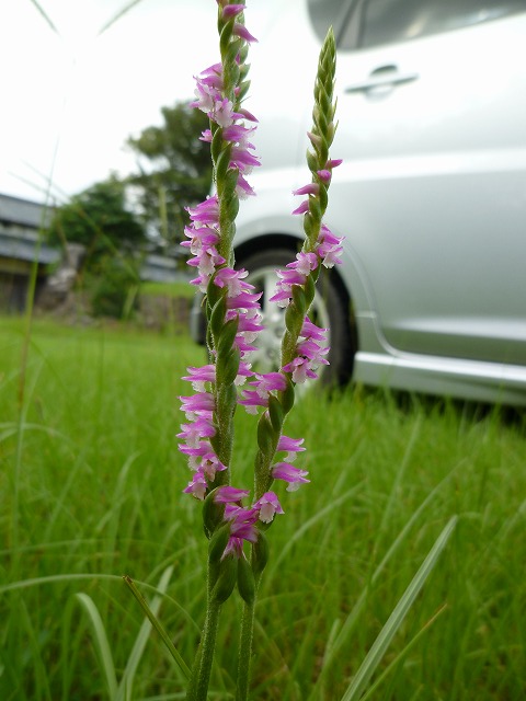 d0037110_20225371.jpg