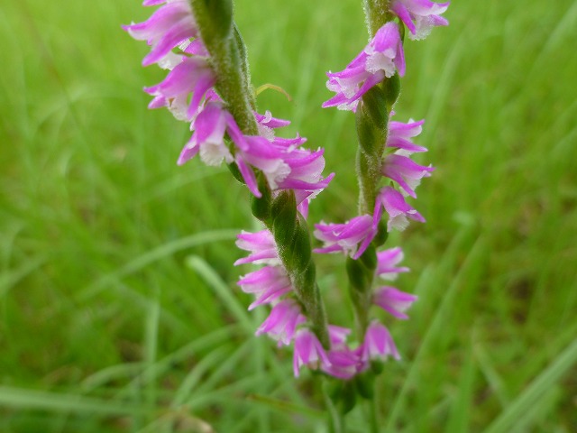 d0037110_202335.jpg