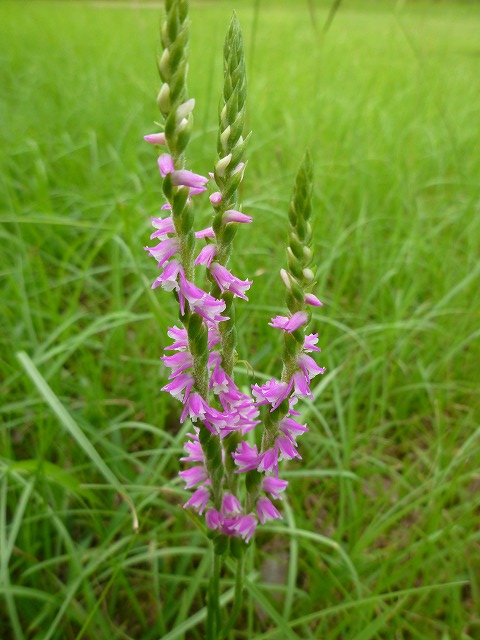 d0037110_20244651.jpg