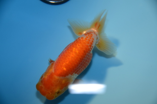 e0075412_11135678.jpg