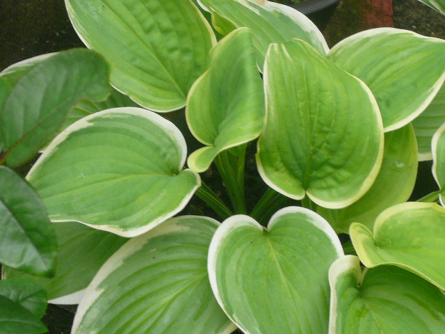 e0026017_21515817.jpg