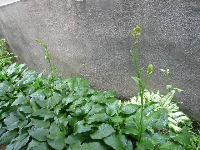 e0026017_21522857.jpg