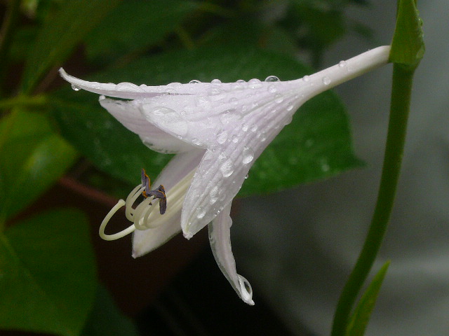 e0026017_21525553.jpg