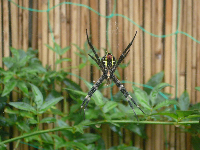 e0026017_21532621.jpg