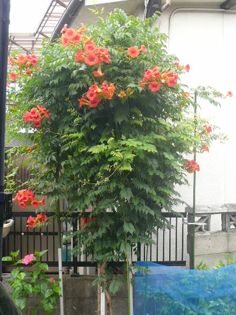 e0026017_2153561.jpg