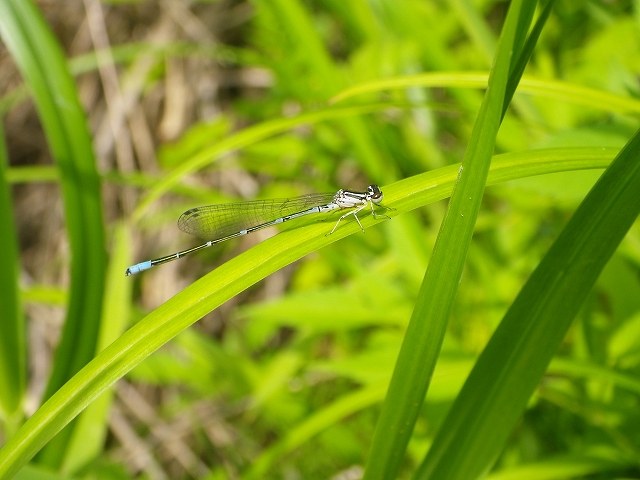 b0099538_964964.jpg