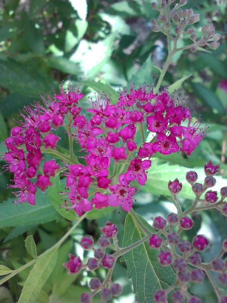 e0153367_17353477.jpg