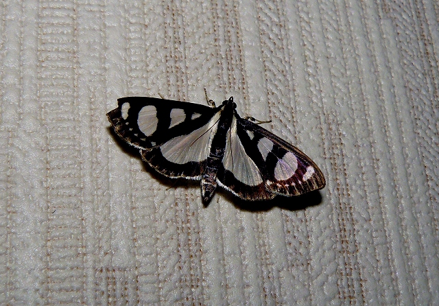 d0019074_910161.jpg