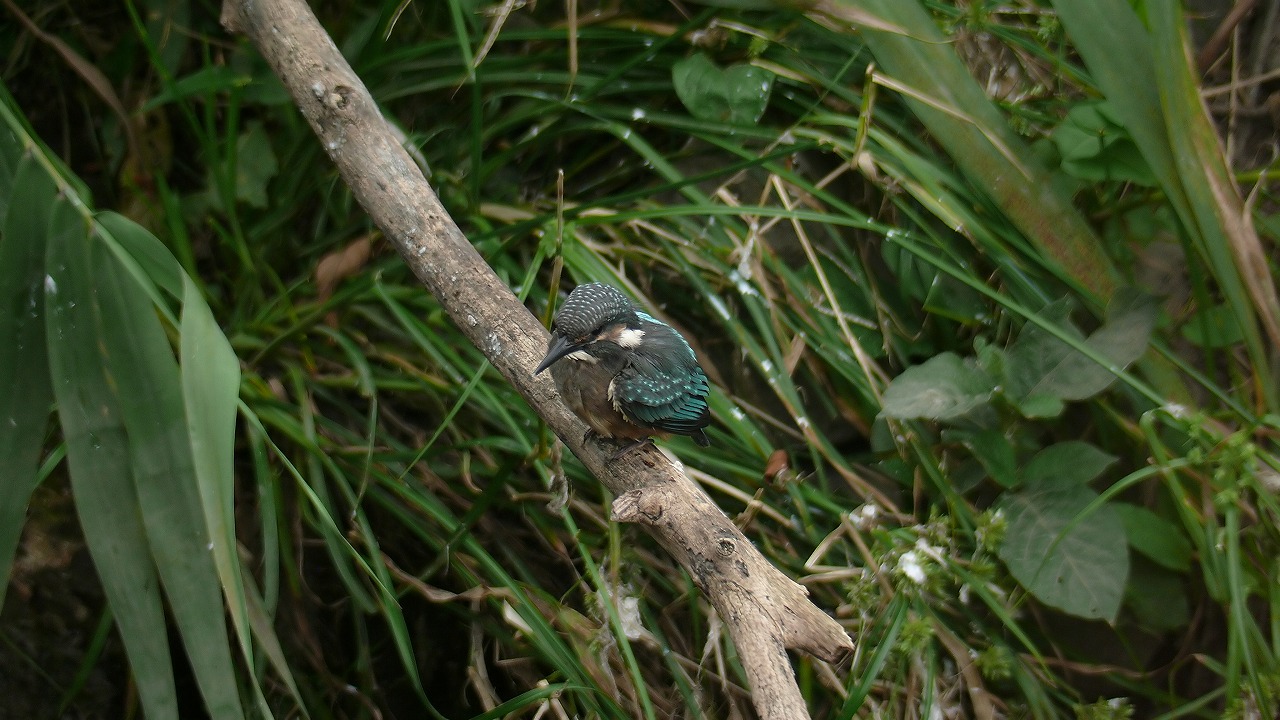 a0185081_18335697.jpg