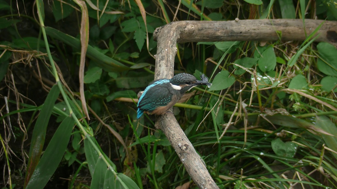 a0185081_18342368.jpg