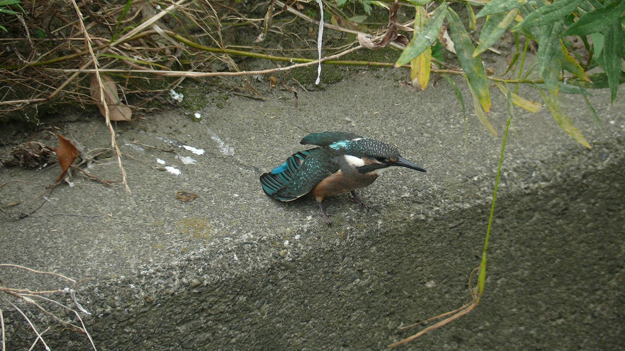 a0185081_18351634.jpg