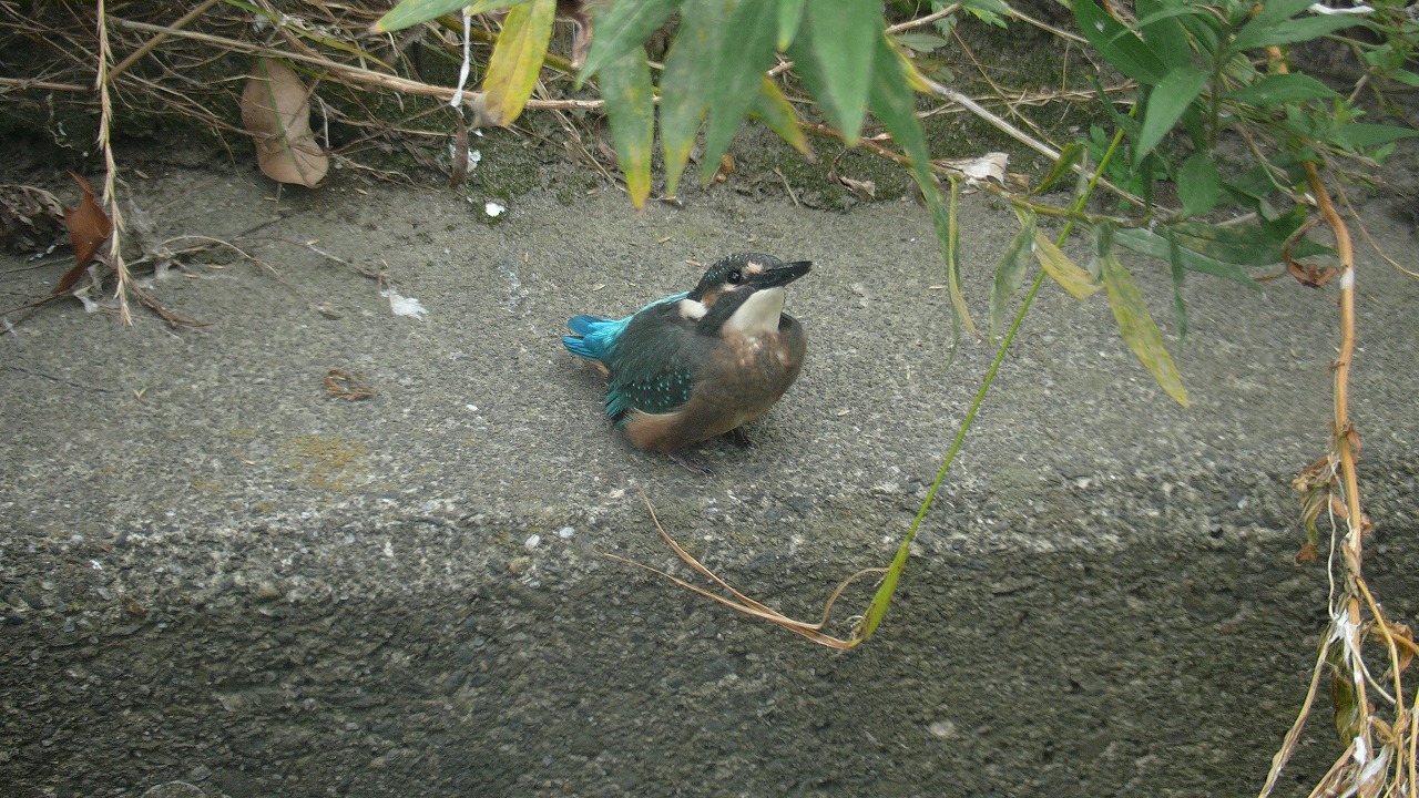 a0185081_18354093.jpg