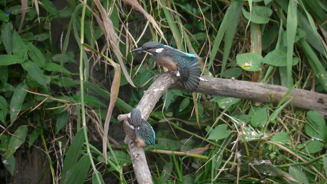 a0185081_18361985.jpg