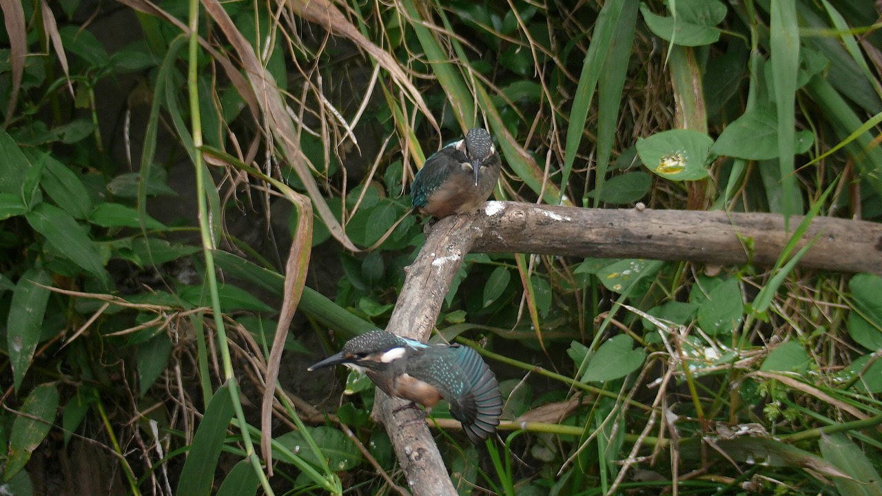 a0185081_18362913.jpg