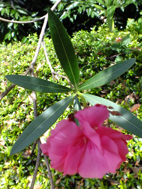 e0145782_18262350.jpg