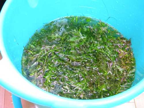 f0138093_2025635.jpg