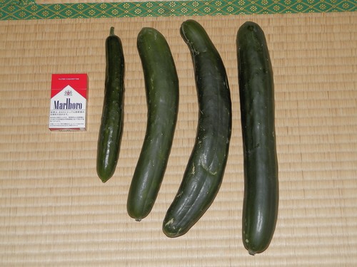f0181793_1656335.jpg