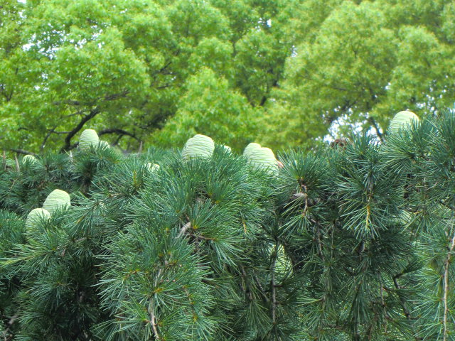 b0044296_16552437.jpg