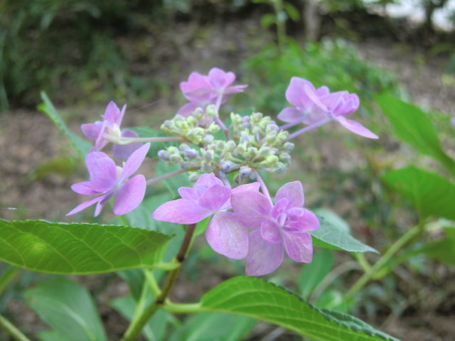 b0044296_16584633.jpg