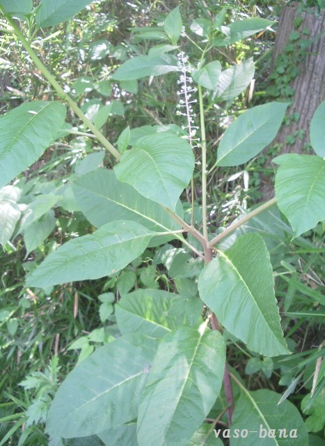 e0025300_1548161.jpg