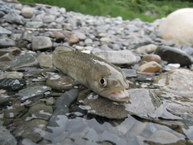 e0147226_032862.jpg