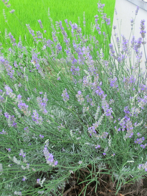 c0077330_17314159.jpg