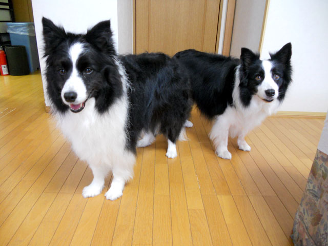 d0059230_9145381.jpg