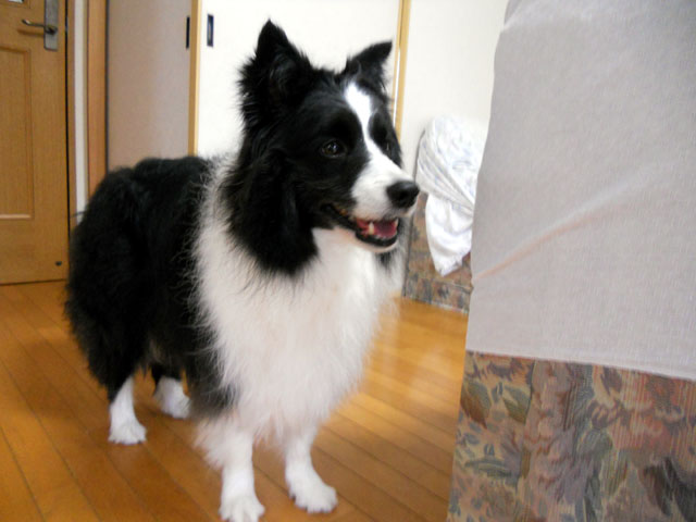 d0059230_981411.jpg
