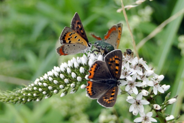 c0248473_1647590.jpg