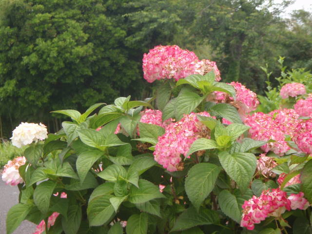 a0113874_2033153.jpg