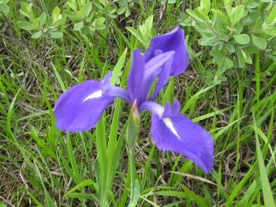 c0138182_11261992.jpg