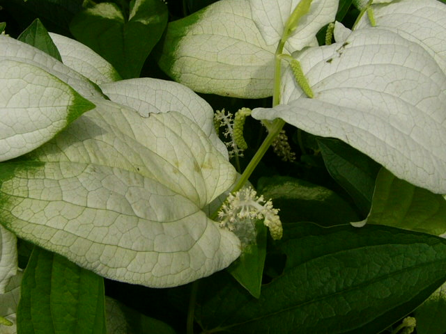 e0145782_1914573.jpg